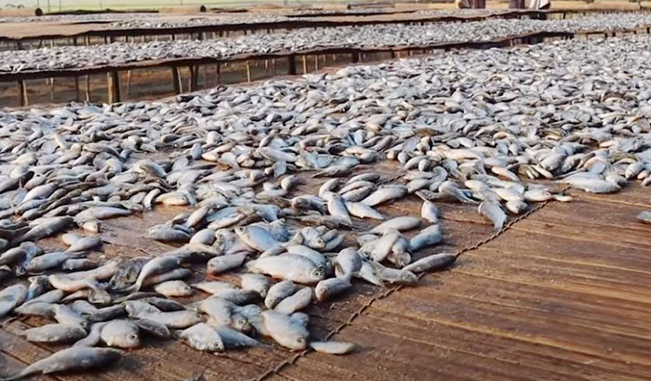 চলনবিলে মাছের সংকট, শুঁটকি উৎপাদনে ভাটা 