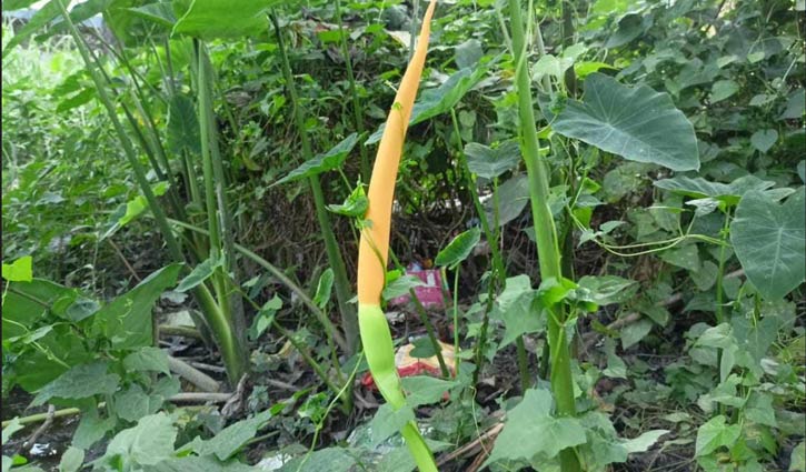 সবজি হিসেবে কুমিল্লায় জনপ্রিয়তা বাড়ছে কচু ফুলের