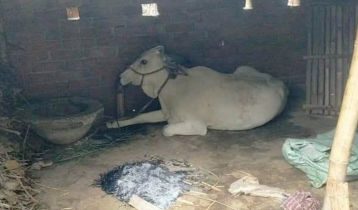 সরকারি ভ্যাকসিনে ১২ গরুর মৃত্যুর অভিযোগ 