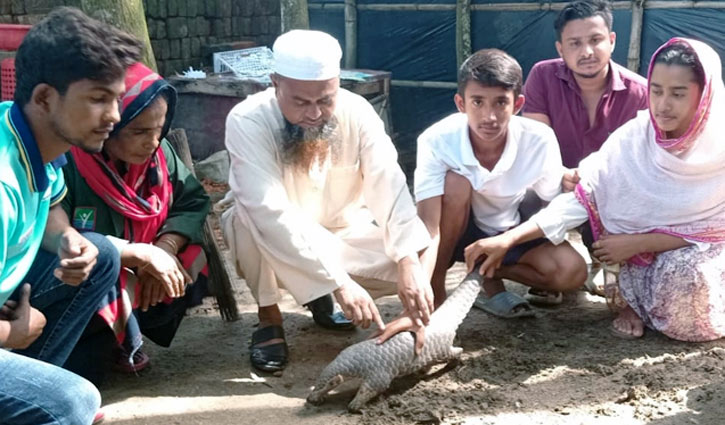 কক্সবাজারে বিপন্ন প্রজাতির বনরুই উদ্ধার