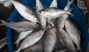 Ban on Hilsa catching, selling from October 12