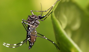 9 more die from dengue, 2357 hospitalised