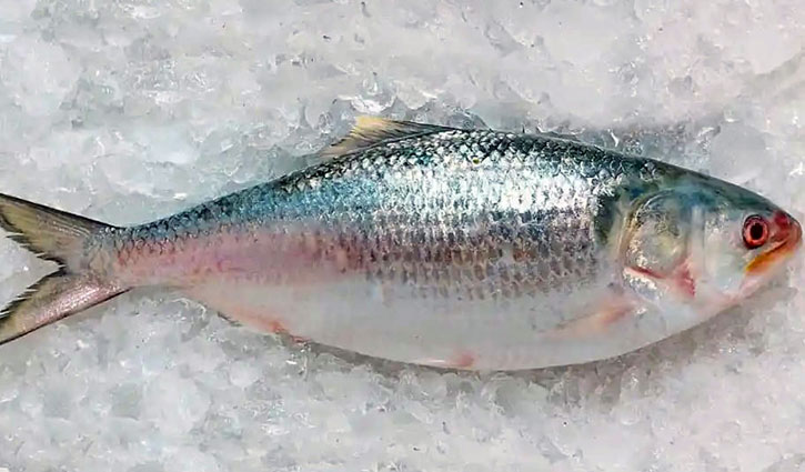 প্রথম চালানে ভারতে গেল সাড়ে ৪৫ মেট্রিক টন ইলিশ