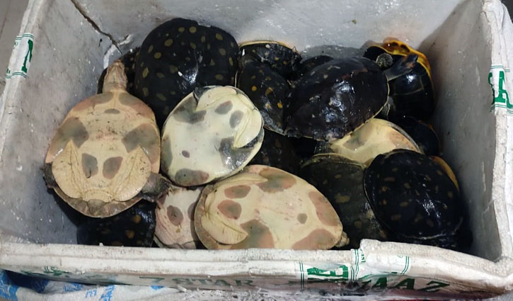 যাত্রীবাহী বাস থেকে ৪৫টি কচ্ছপ উদ্ধার