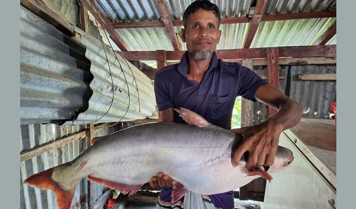 পটুয়াখালীতে জেলের জালে সাড়ে ৮ কেজির পাঙাশ