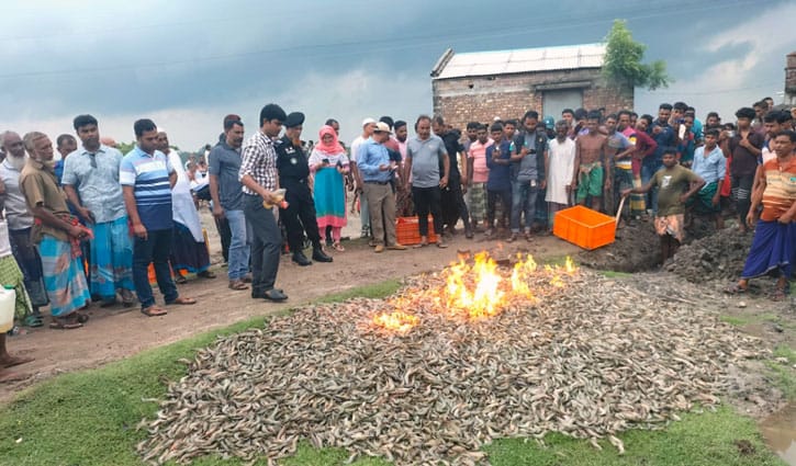 চিংড়িতে জেলি পুশ করায় ৪ ব্যবসায়ীকে ৬ মাসের সশ্রম কারাদণ্ড