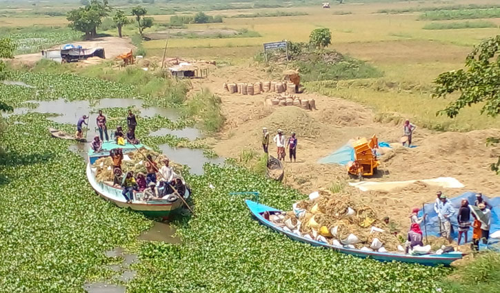 আড়িয়ল বিলে ধান কাটার উৎসব 