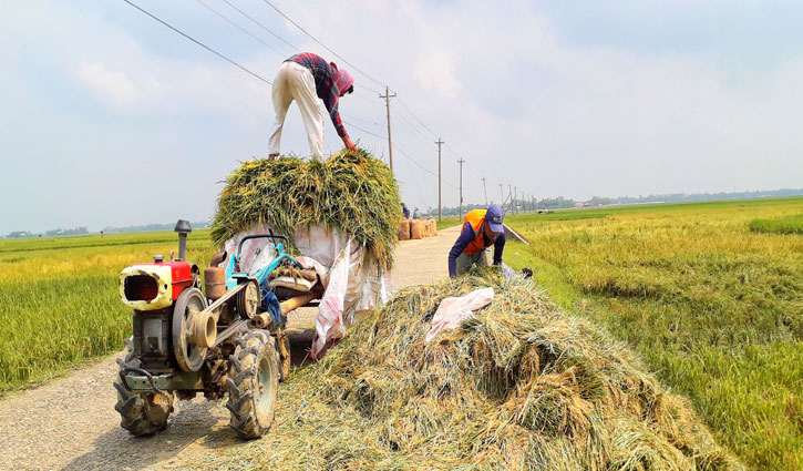 হাওরের পাকা ধান, বন্যার শঙ্কায় কৃষক