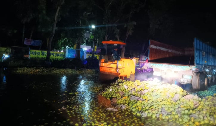 কেমিক্যালে পাকানো ২০ মে. টন আম বুলডোজারে পিষে নষ্ট