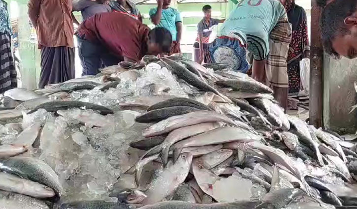 ১০ দিনে কলাপাড়ায় মৎস্য আড়তে  ৪৭৫ টন ইলিশ বিক্রি