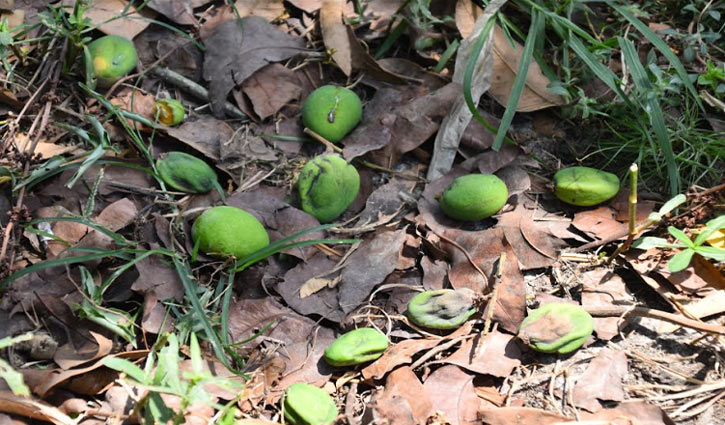 বরেন্দ্র অঞ্চলে খরায় ঝরে পড়ছে আম