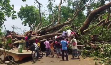 লালমনিরহাটে ঝড়ে ভেঙে পড়েছে ২০০ বছরের বটগাছ