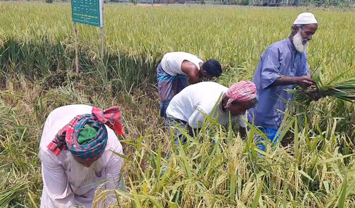 মাটি পরীক্ষা করে সার প্রয়োগ, আলোর মুখ দেখেছেন কৃষকরা