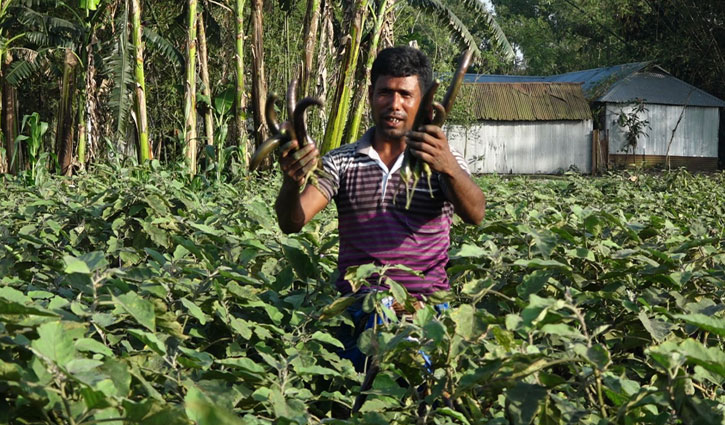 এক মণ বেগুনে মিলছে না এক কেজি চাল