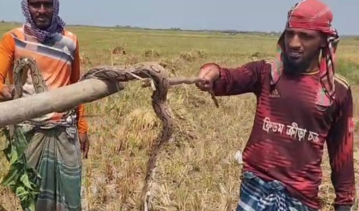 চাঁদপুরের চরাঞ্চলে রাসেল ভাইপার আতঙ্ক, মিলছে না ধানকাটার শ্রমিক