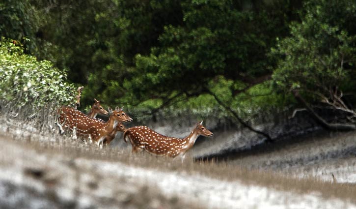 Fire breaks out at Sundarbans