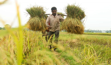 A labourer in one mound paddy