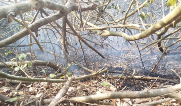 Fire at Sundarbans, extinguishing blaze to start Sunday morning