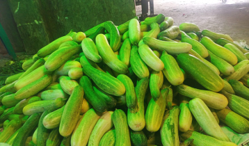 Cucumbers being sold at Tk 6 per kg in Thakurgaon