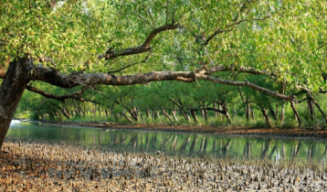 100 animals found dead in Sundarbans