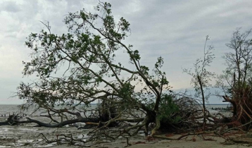 Cyclone Remal: Carcasses of 131 animals recovered from Sundarbans