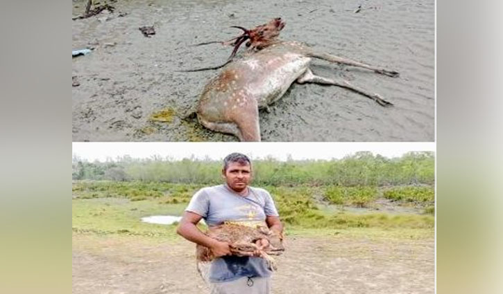 40 dead animals found in Sundarbans