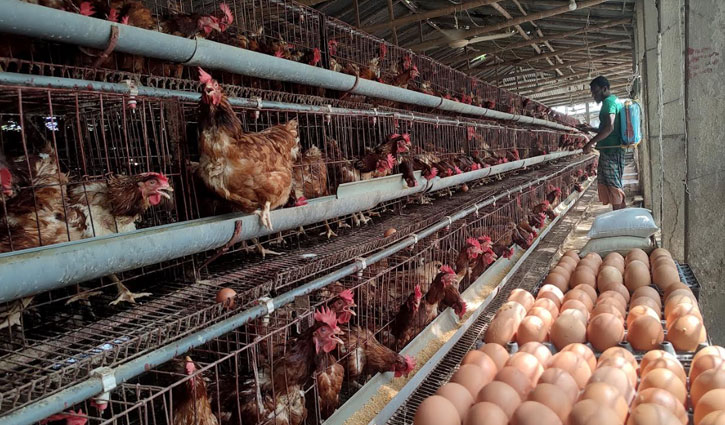 Chickens dying, egg production drops due to extreme heat 
