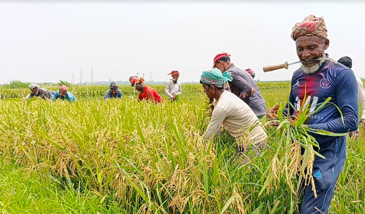 ‘এইবার ইচ্ছামতো ধান অইছে বাপ, এক্করে একশ মণ!’