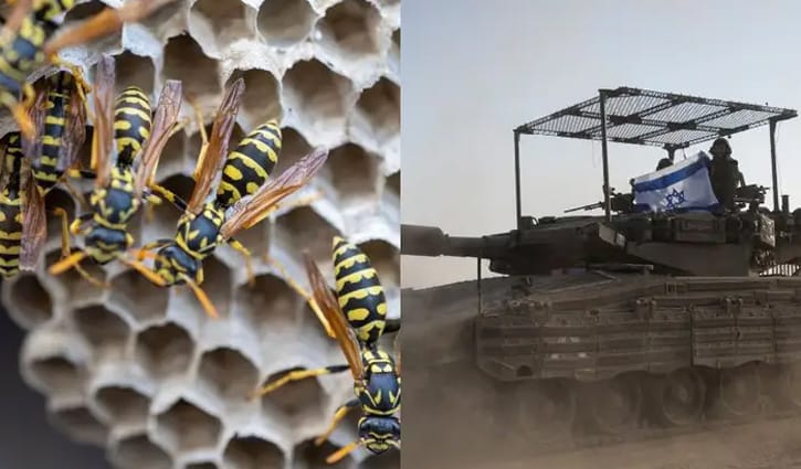 গাজায় বোলতার কামড়ে আহত ১২ ইসরায়েলি সেনা