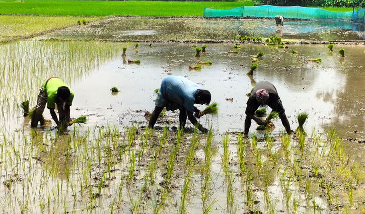 গোপালগঞ্জে ৩২ হাজার টন আমন উৎপাদনের লক্ষ্যমাত্রা 