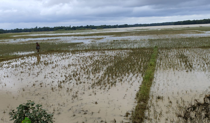 বন্যায় ফেনীর কৃষিতে ৪৫১ কোটি টাকার ক্ষতি