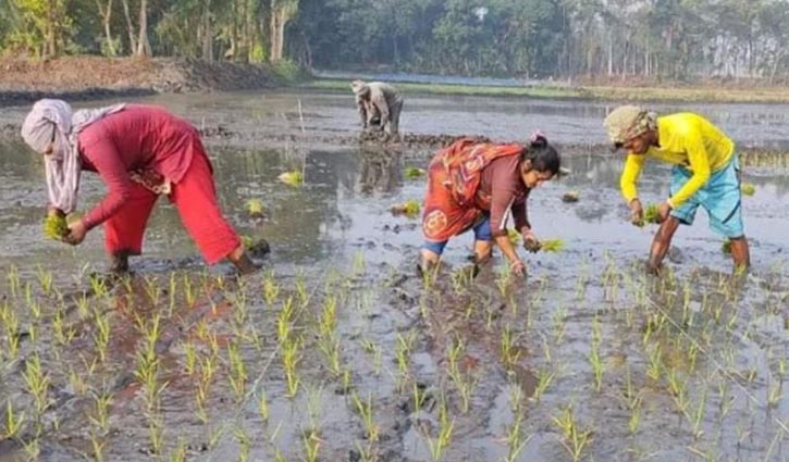 গোপালগঞ্জে ১২ হাজার হেক্টর জমিতে আমন আবাদের লক্ষ্যমাত্রা