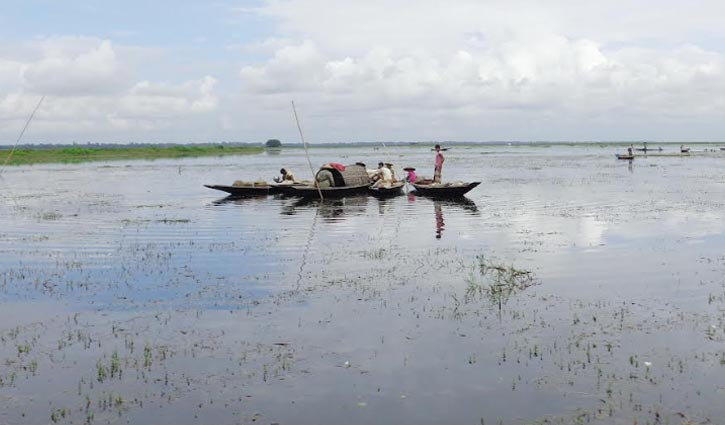 বন্যায় হবিগঞ্জে রোপা ও বোনা আমনে বড় ধাক্কা