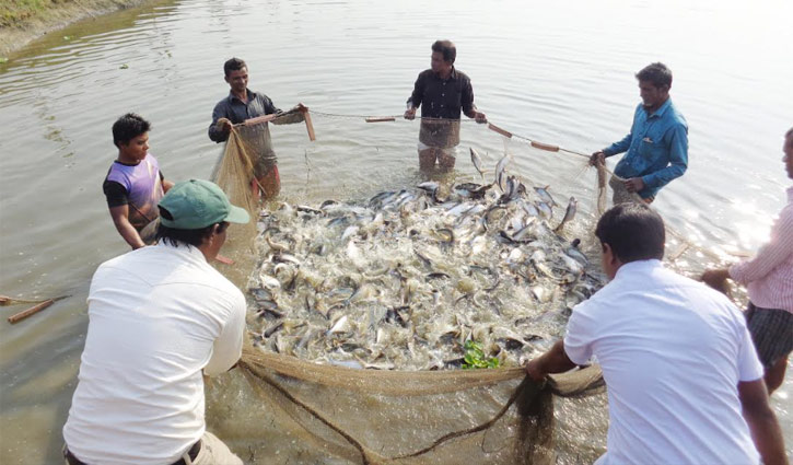 হবিগঞ্জে ১০ কোটি টাকার মাছ ভেসে গেছে বন্যার পানিতে