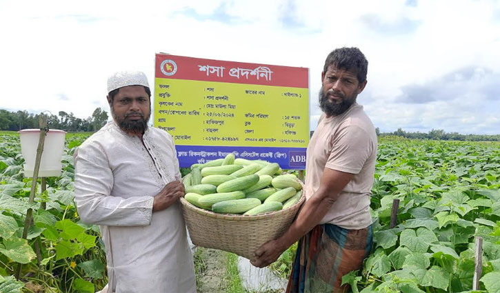 শসা চাষ করে মাউলা মিয়া লাখপতি