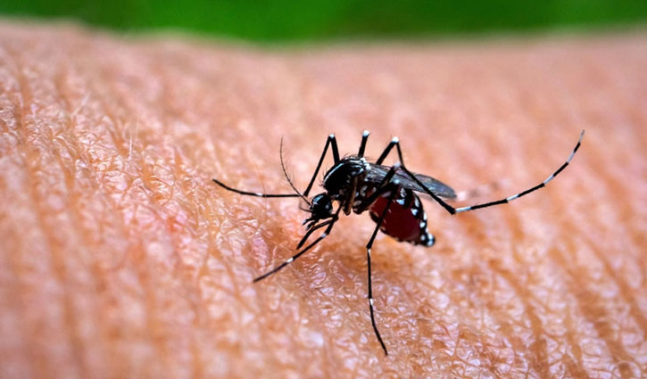 Deaths in dengue hit 27 in August