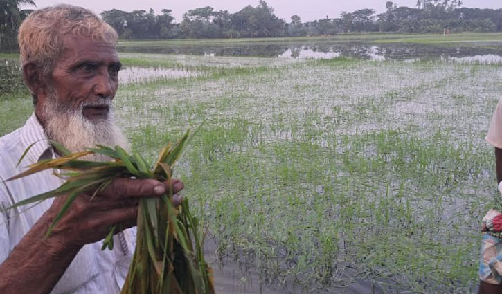 অতিবৃষ্টিতে বীজতলায় পচন, আমনের আবাদ নিয়ে শঙ্কায় কৃষক