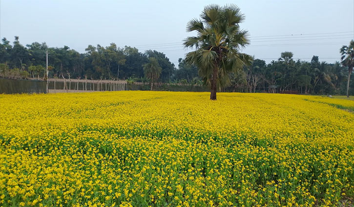 নড়াইলের বিস্তীর্ণ ফসলের মাঠে দ্যুতি ছড়াচ্ছে হলুদের আভা