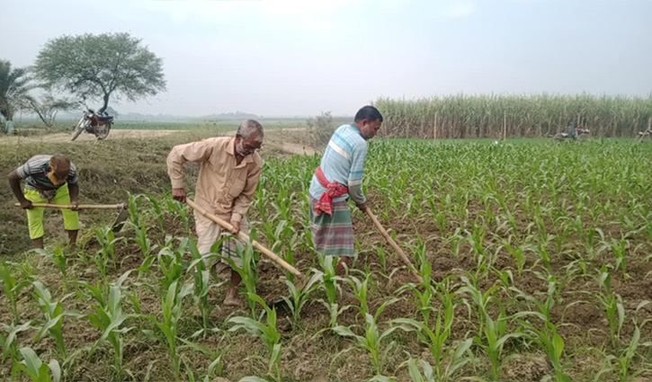 পদ্মার চরে কৃষি অর্থনীতির অপার সম্ভাবনা