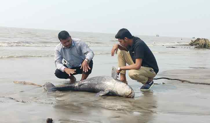 কুয়াকাটা সৈকতে মৃত ইরাবতী ডলফিন