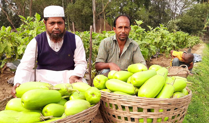 উচ্চ ফলনশীল জাতের বেগুনে লাভবান কৃষক