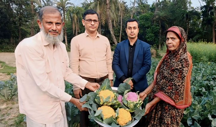 রঙিন ফুলকপিতে বেশি লাভের স্বপ্ন দেখছেন কৃষক