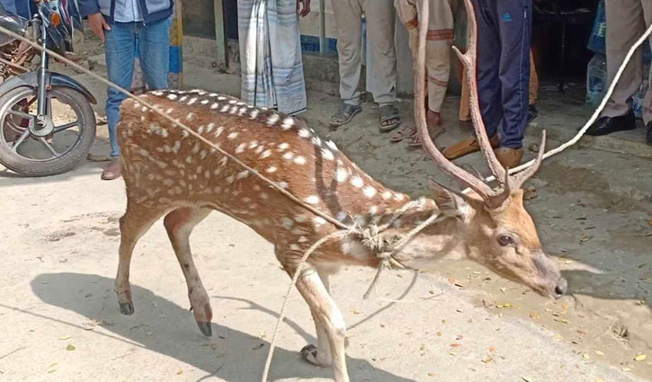 বরগুনায় উদ্ধার অসুস্থ হরিণটি মারা গেছে