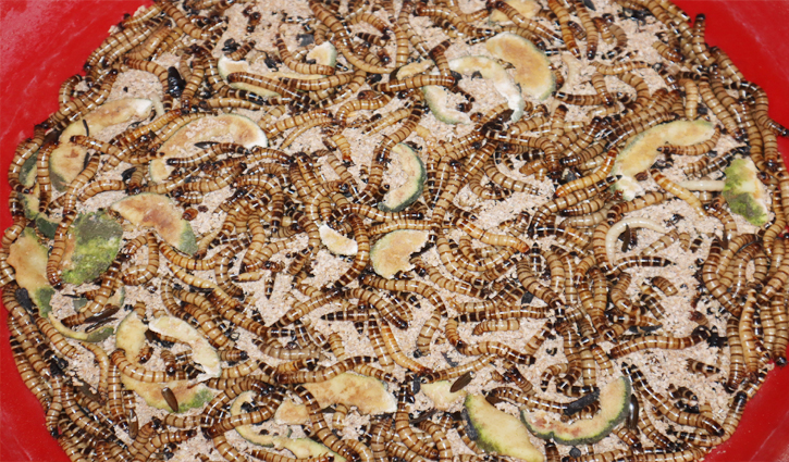 হাঁস-মুরগি ও মাছের প্রোটিনের উৎস হবে ‘কালো সৈনিক’