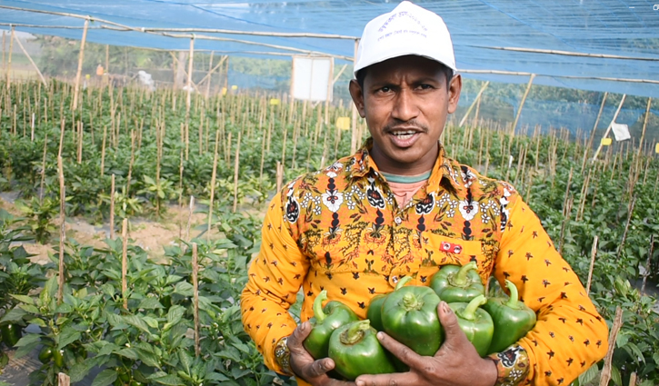 ক্যাপসিকামে বাজিমাত সবুজের