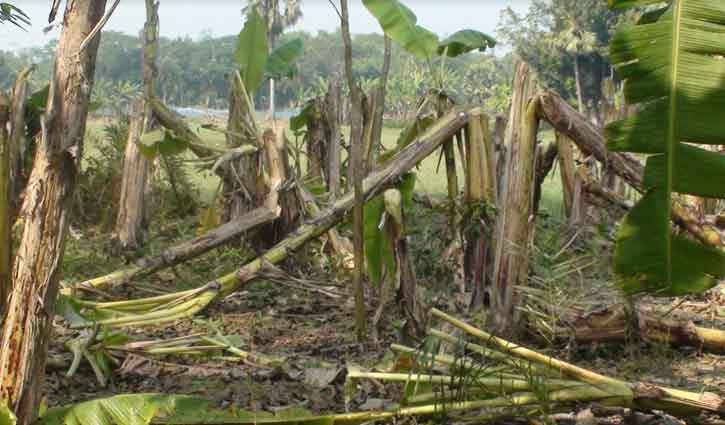 কৃষকের ৮৫০টি গাছ কেটে ফেলেছে দুর্বৃত্তরা