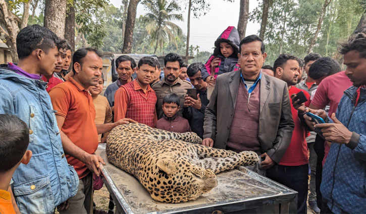 সীমান্ত এলাকায় মিলল মরা চিতাবাঘ