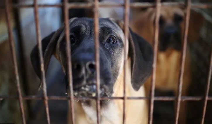 Bill passed to ban dog meat sale in South Korea