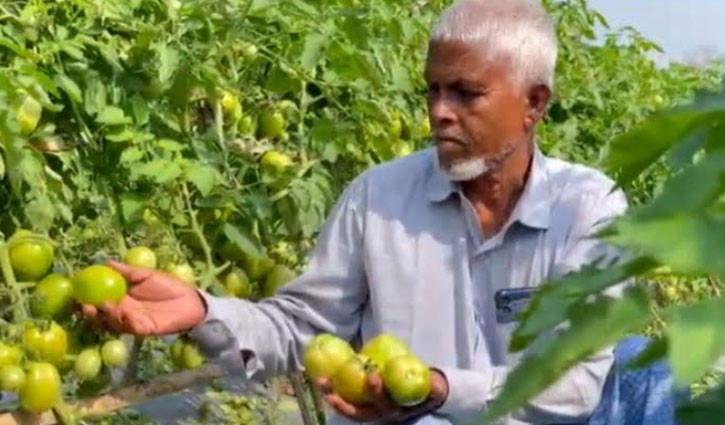 ফেনীতে ‘উদয়ন প্লাস’ জাতের টমেটোর জনপ্রিয়তা বেড়েছে