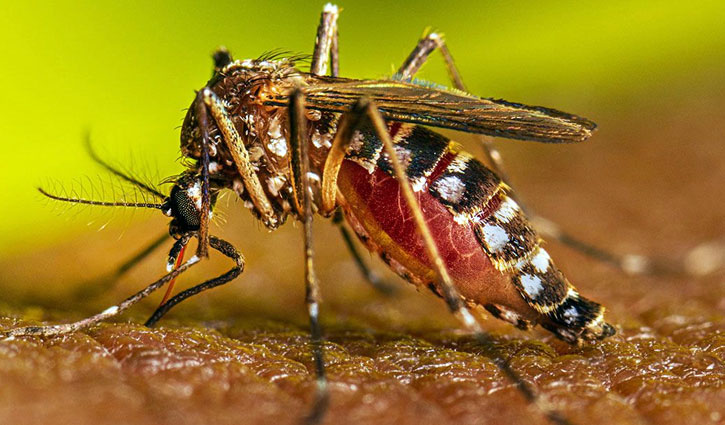 ডেঙ্গু নিয়ন্ত্রণে এখনই প্রস্তুতি নিতে হবে